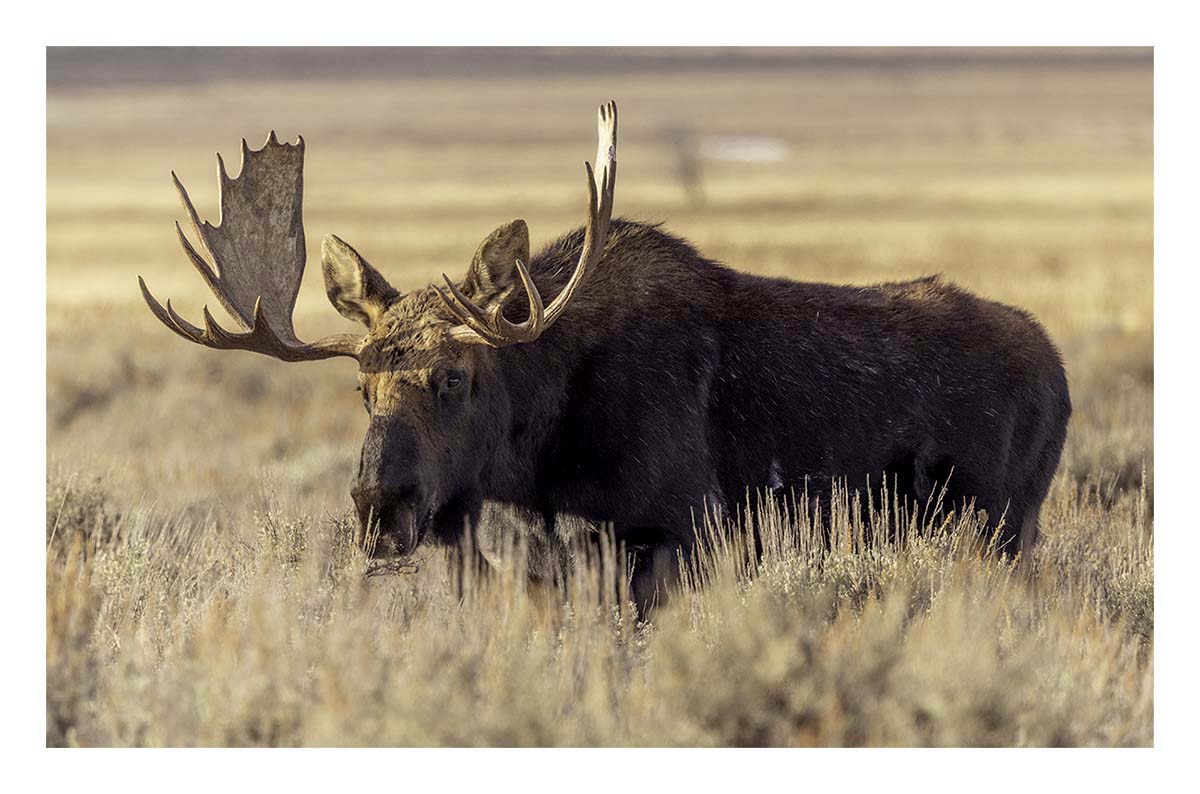 Brushbuck Wildlife Tour